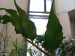 IMG_20250409_114010.jpg